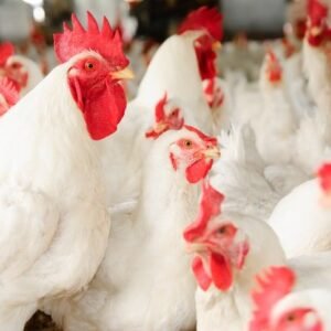 Broiler Birds