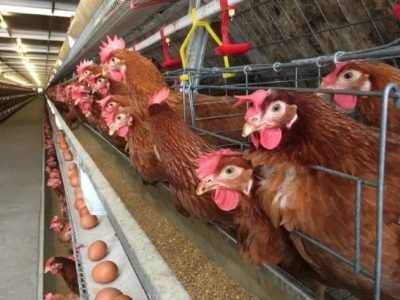 12 Reasons Why Chickens Stop Laying Eggs & How to Help _ Pet Keen