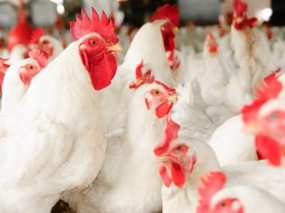 How to Make Broiler Chickens Grow Faster _ Nature's Best