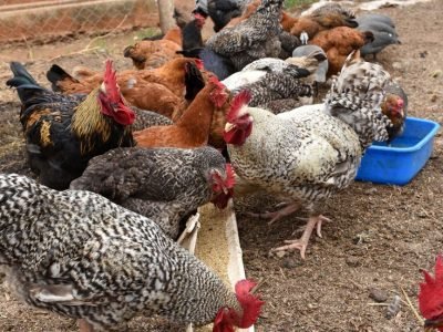 Most common diseases affecting poultry locally