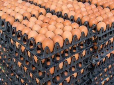 fresh eggs in black plastic tray for sale on market_ Egg panels